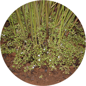IISR-Vijetha - 1 (Small Cardamom)