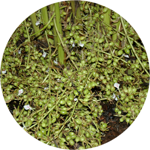 Kodagu Cardamom-Suvasini (Small Cardamom)